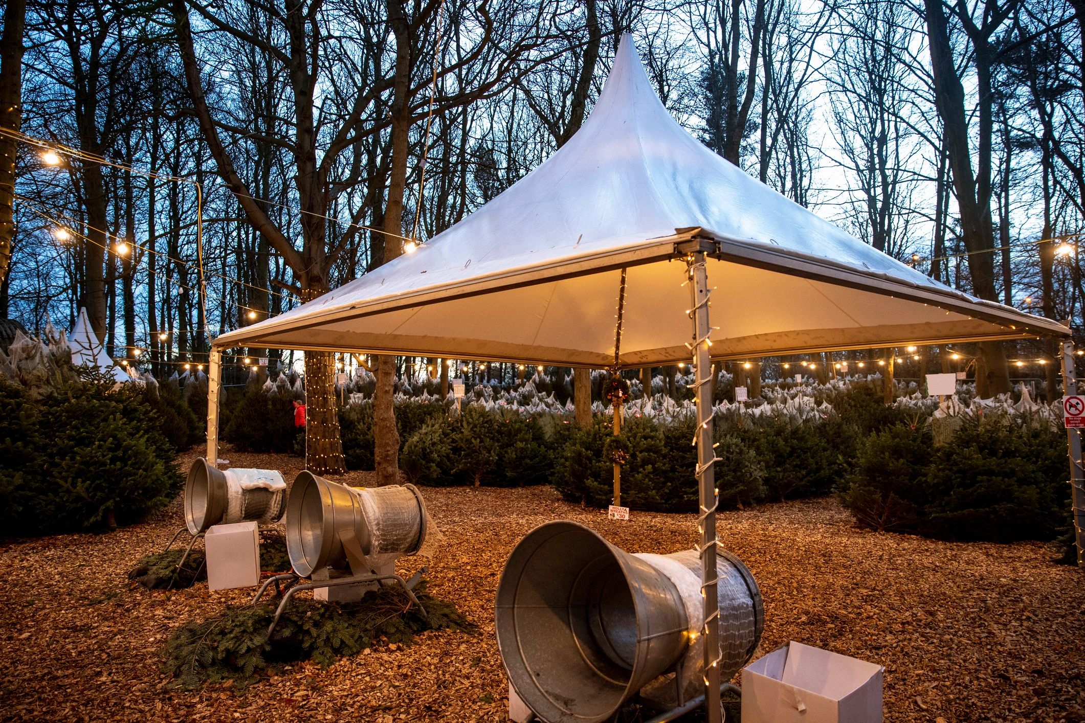 Exterior holiday lights creating a welcoming seasonal display
