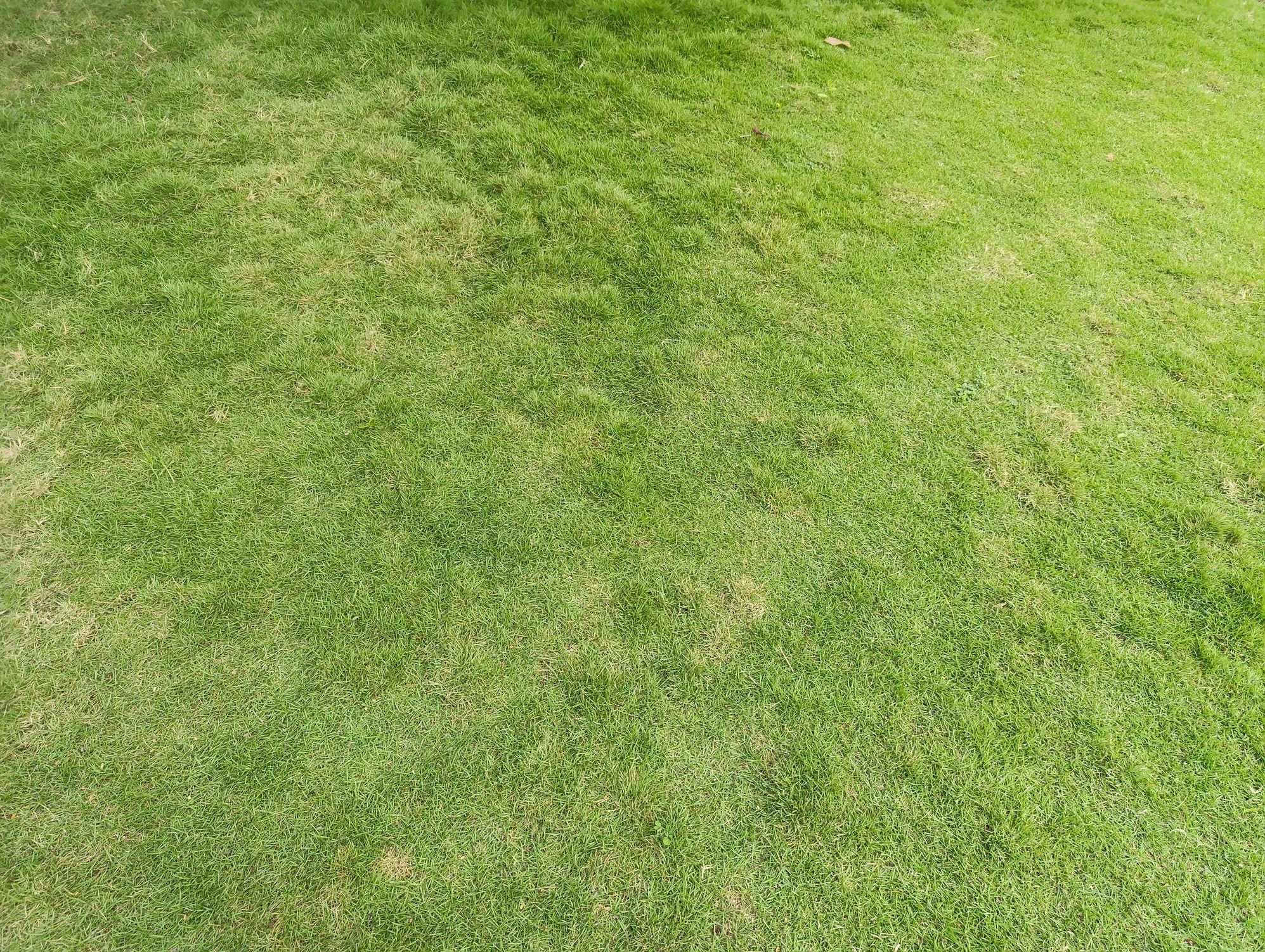 Healthy green lawn