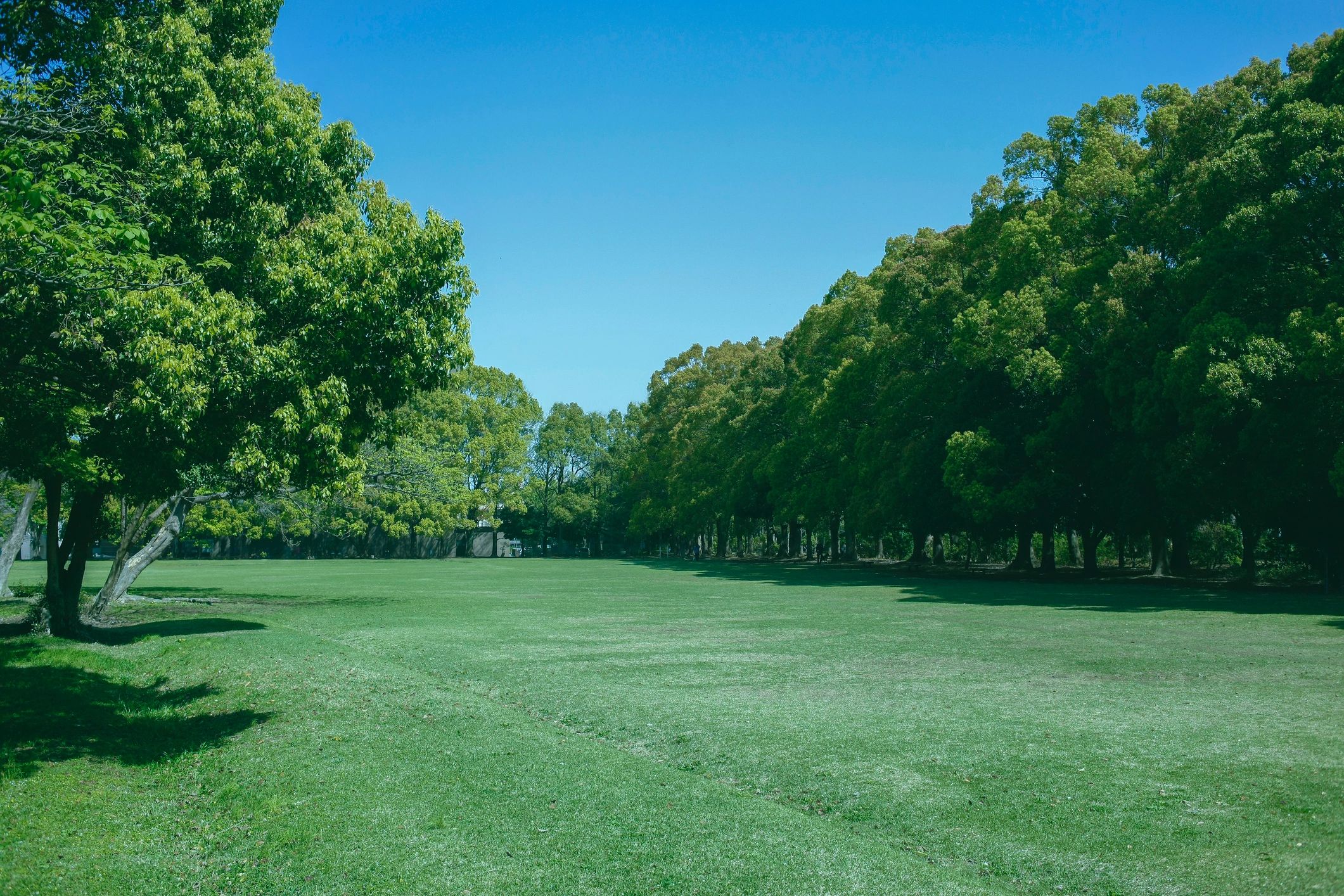 Well-kept green lawn with clean edges